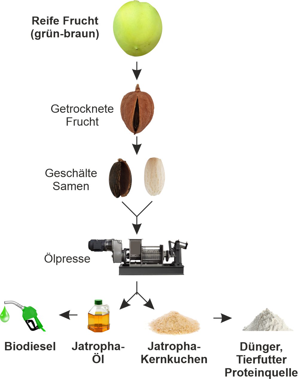 Fertigungsprozess_Jatropha_Kraftstoff_Biodiesel_1000