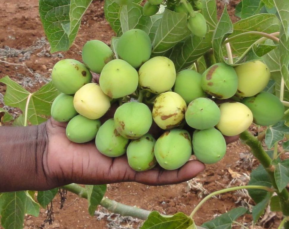 Jatropha_972_772