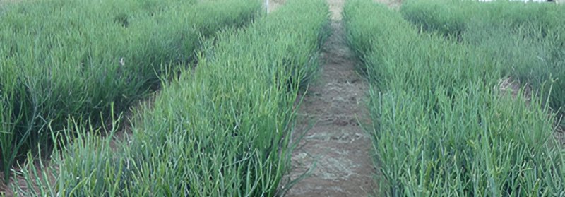 One-of-the-Euphorbia