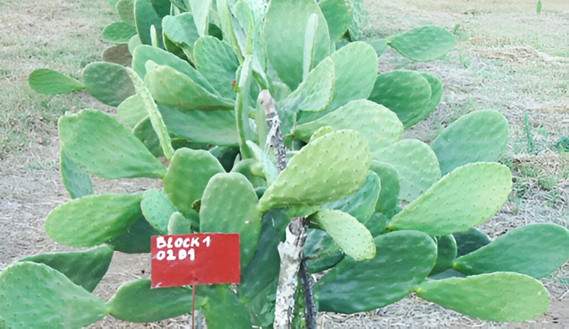 Opuntia-ficus-1