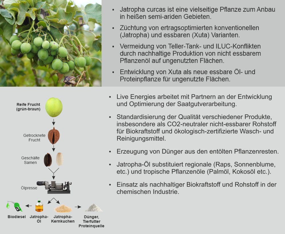 Projektbeschreibung_Jatropha_1000_3